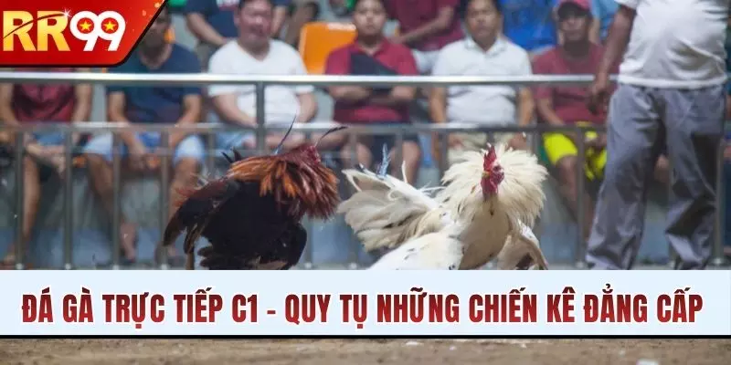 Đá Gà Trực Tiếp C1 - Nơi Quy Tụ Những Chiến Kê Đẳng Cấp