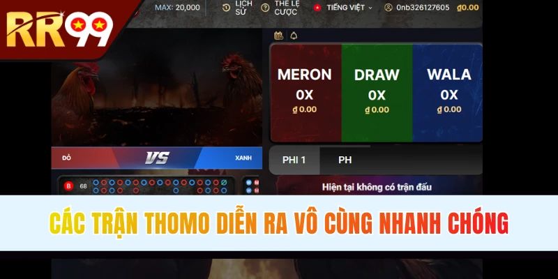 Một trận chọi kê Thomo diễn ra rất nhanh