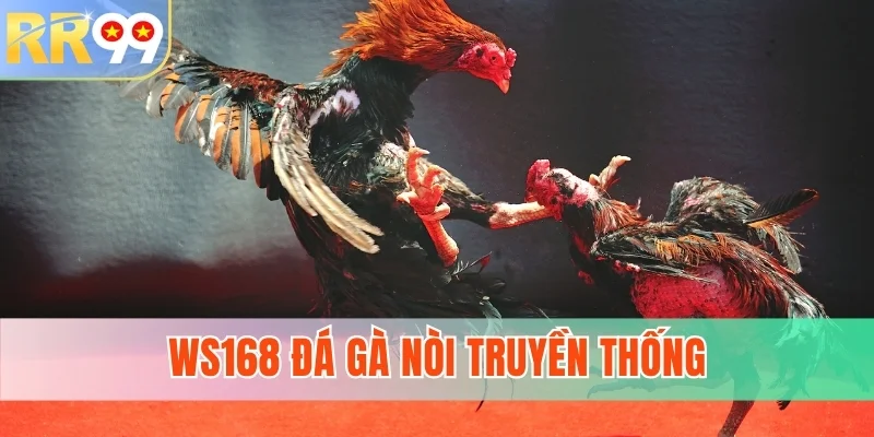 Ws168 đá gà nòi truyền thống